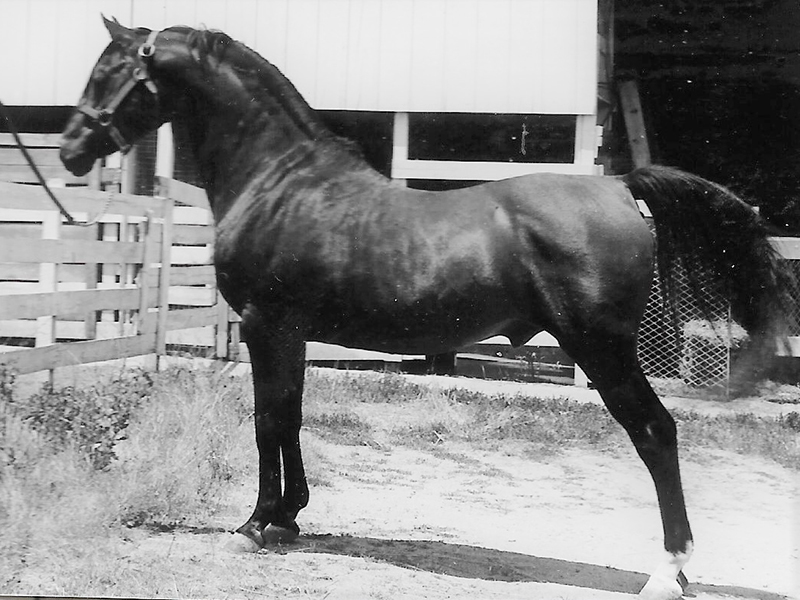 Horses