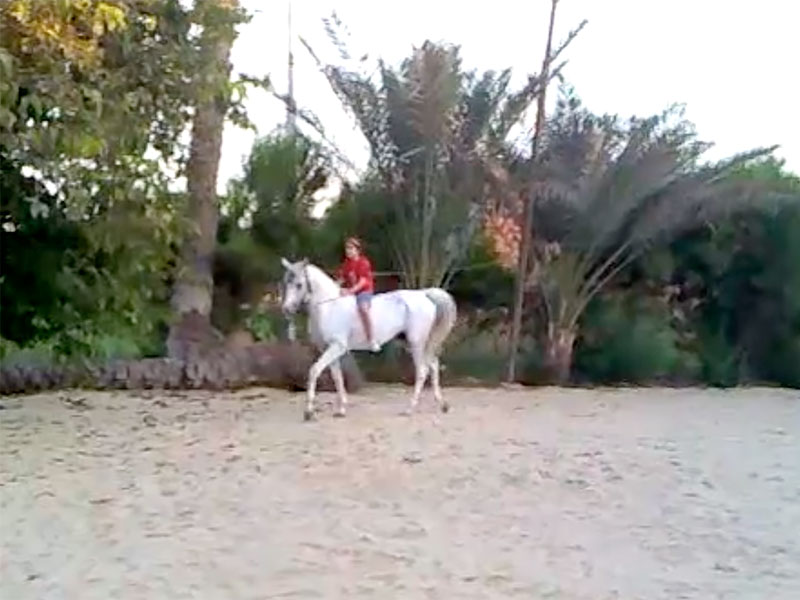 Horses